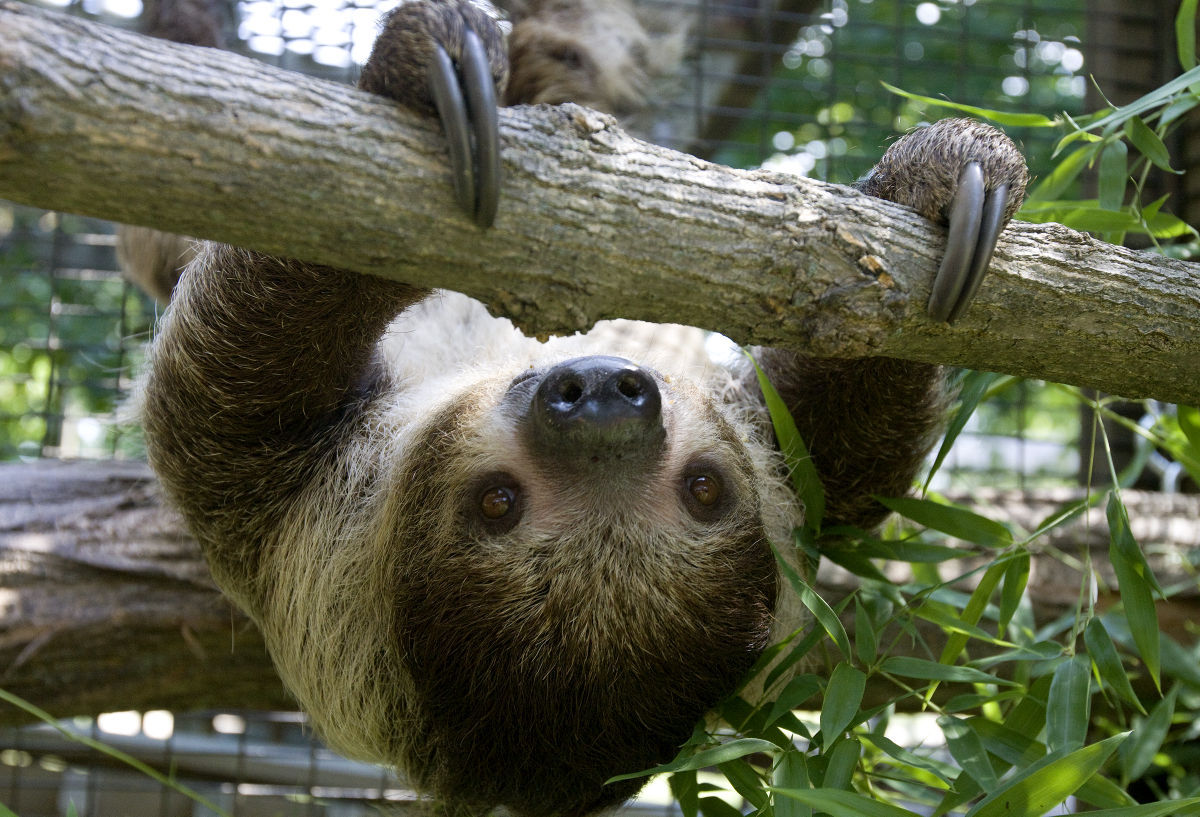 2012: Scovill Zoo Animals